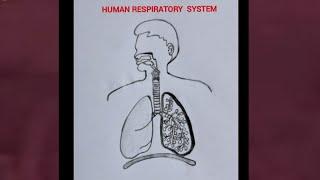 How to draw human respiratory system easily / human lungs easy drawing