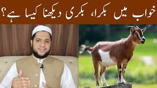 Khwab mein bakra | bakri dekhna | To see the goat in a dream meaning | خواب میں بکرا | بکری | دیکھنا