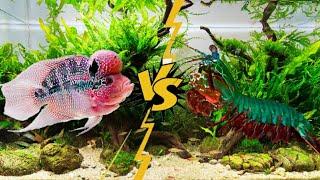 FLOWERHORN VS GOLDFISH I CRAWFISH VS GIANT MANTIS SHRIMP!