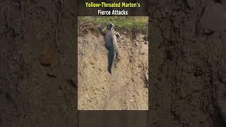 Yellow Throated Marten's Fierce Attacks