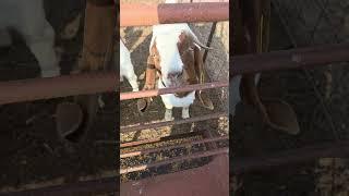 Dreamer says No Showing for Her#goatlovers #goatfarming #goats #goat #farm #farming #goatlife
