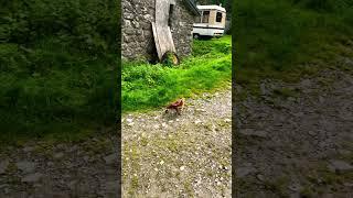 Hen eating a mole ‍️ #ukfarming