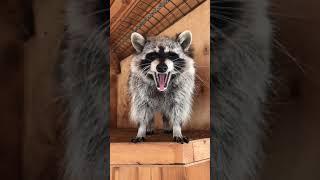 Cute yawning raccoon  Милый зевающий енотик. Дом Енота.