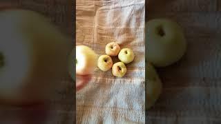 Пятизвёздочное яблоко
