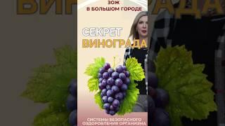 Секрет винограда #FitLine