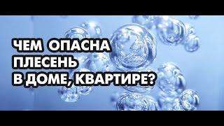 Плесень на стенах как бороться. Чем опасна плесень в доме, квартире.