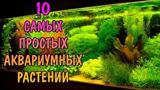 10 САМЫХ ПРОСТЫХ АКВАРИУМНЫХ РАСТЕНИЙ ДЛЯ НОВИЧКОВ