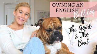 OWNING AN ENGLISH BULLDOG | "PUPDATE" | OUR BRITISH BULLDOG UPDATE