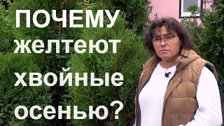 Пожелтели туи? У сосен желтые иголки? Почему желтеют хвойные осенью?