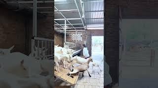 Typical farm scene goats getting their daily exercise