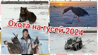 Охота на гусей 2024. Вопреки всему.