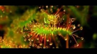 "Wild View: Carnivorous Plants" hosted by Wes Major.