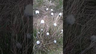 seeding fluffies on the moor, but from what? May 21, 2023