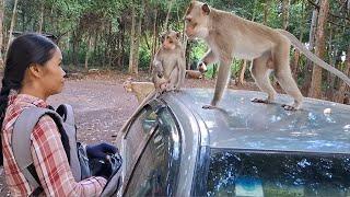 Handa monkey to watch food in bag. (Handa is the name of monkey in ATou Duong Chet area)