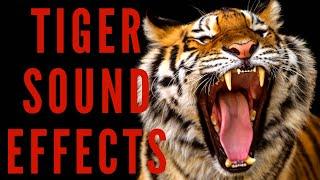 TIGER SOUND EFFECTS - Tiger Roar and Growl