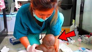 This little guy was locked in a cage for a year! The nurse cried when she saw him!