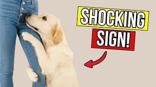10 Signs Your Dog Thinks They Are Your Child | Dog Cues