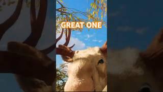 🫎Great One Moose: Lily Pad Larry #cotw #funny