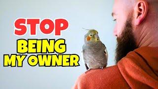 10 Signs your Cockatiel Doesn’t Want you to be its Owner Anymore