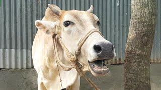 Village 6 Cow Mooing, Cow Sound, Cow Standing Near The House, Cow Want Grass Food