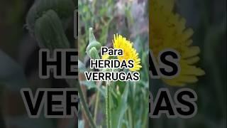 CERRAJA CURES INFLAMMATION and RHEUMATISM, super food #shorts #plants #medicine #organic