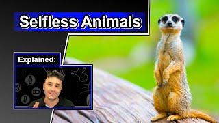 Why sacrifice yourself? | Altruistic Animal Behavior | Altruism 101