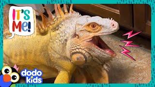 Living With A Huge Iguana Is Strange, But Also Awesome! | It's Me! | Dodo Kids