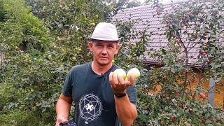 Крупные яблоки в Сибири. Как выбрать яблоню. Обзор сортов. Large apples in Siberia.