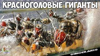 Я завел гигантских муравьев ● Camponotus singularis