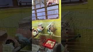 market price #youtube #love #viral #shorts #freefi