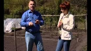СЕЗОН ЗАБОТ 05 05 2012_ч1-картофель.avi