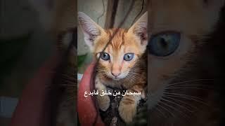 جمال عيونها 