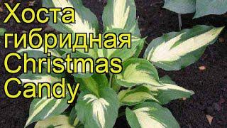 Хоста гибридная Кристмас Кэнди. Краткий обзор, описание характеристик hosta hybrida Christmas Candy