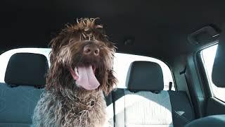 Wirehaired Pointing Griffon Living His Best Life