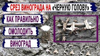  Даже не думай ОМОЛАЖИВАТЬ ТАК ЭТИ КУСТЫ винограда. Срез на черную голову. Когда МОЖНО и НЕЛЬЗЯ?