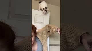 Teamwork makes the dream work... #cats #shorts #funnyanimals #indooroutdoorkat