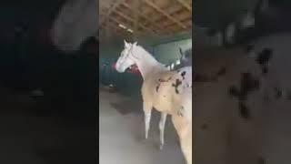 Blind mare and her daughter settle in.