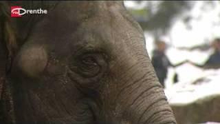 Olifant Dierenpark Emmen overleden