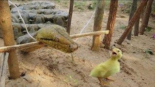 Simple Snake Trap - Catch a Snake By Using Awesome Sanke Trap Technology | easy Snake trap