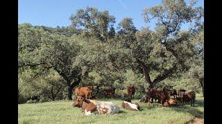 DEHESA - A Spanish Agroforestry Farming System