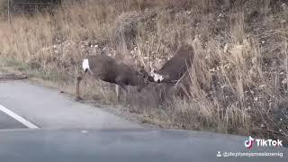 Buck fight @ Antler Beach British Columbia Canada