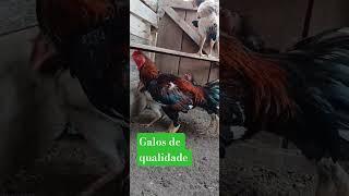 #matriz #barbudo #bed #borabora #ciclone #fundodequintal #pintinhos #qualidade #so #galo