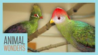 Our Turacos: New Homes, Training, and More