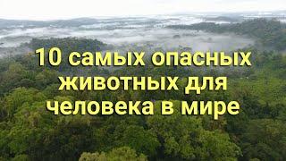 10 самых опасных животных  для человека в мир