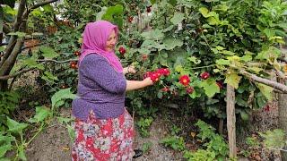 ‼️ÇOK ŞÜKÜR EVİME DÖNDÜM  EŞİMi, EVİMİ ,BAHÇEMİ VE CANLILARIMIZI ÇOK ÖZLEMİŞİM