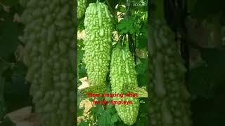 Ampalaya  nice vegablle #trending #satisfying #deliciousfood