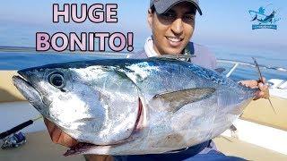 Massive Mackerel Tuna - Fishing in Dubai UAE