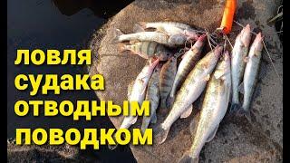 Судак на спиннинг.Ловля судака с лодки на отводной поводок