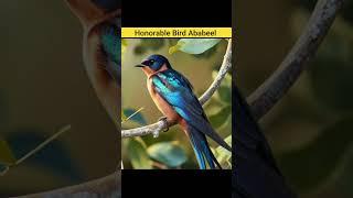 Strange Facts about Ababeel (Swallow) #facts #islamicshorts #shorts #ababeel #swallow #birds