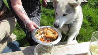 Nook given his own SUNDAY ROAST TURKEY dinner ~ after unsuccessful 'Turkey' hunt ~ happy Husky